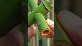 Home make Bamboo Slingshots using Bamboo #bamboo #Slingshots