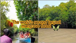 😍The world's second largest mangrove forest