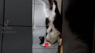 kucinglucu #kucing #cat #fyp #video