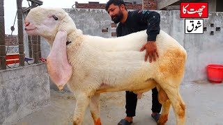 Big Kajla Chatra & Amritsari Breeder - Chat Ka Shoq Lahore 2023