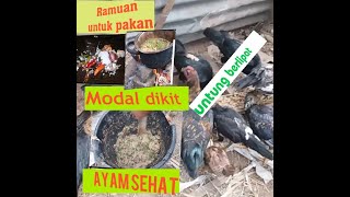 Beternak ayam kampung organik,  pakai ramuan ini  ayam pasti sehat..