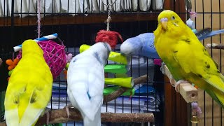 MY CUTE BUDGIES# PARROTSHORTS