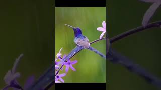 🦜Hummingbird Taking a Warm Rain Shower