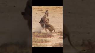 Zebra Now No Longer Afraid Of Lion Like Before #zebra #shorts #lion #wildanimals #animals