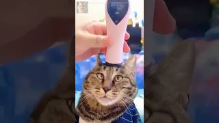 Funny Cat Videos!😂 Try Not To Laugh  - Compilation