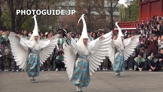 White Heron Dance (Shirasagi-no-Mai), Asakusa 2014 白鷺の舞