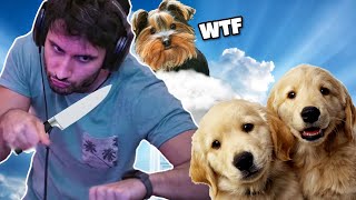 What Happened to NymN's Dogs? | Best Of Reddit #3