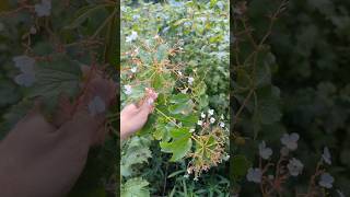 I thought this was AMERICAN CRANBERRY BUSH