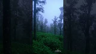 Foggy Wayanad