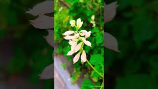 phool phool per Bani Teri tasvir@🌹 short @video