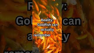 Goldfish Memory: Myth vs. Reality! #facts #shorts #goldfish #mythvsreality