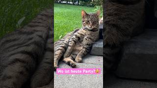 Maxi wartet auf Action 😹lustige Katzenvideos 😻 #shorts #cats