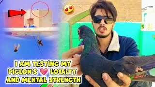 I Am Testing My Pigeon's Loyalty And Mental Strength 😎💖