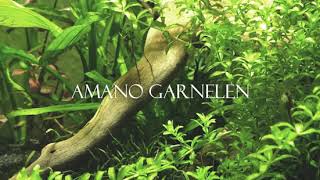 Amano Garnelen