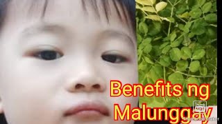 Benefisyo ng malunggay sa ating katawan