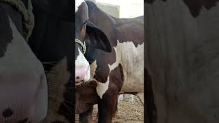 5 Millions views required for this beautiful clip #cow #animals #farming #shorts #viralshorts