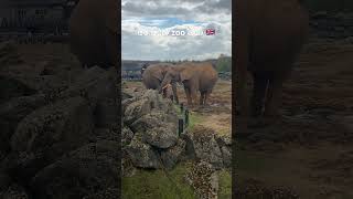 colchester zoo elephant #shortvideo #animals #nature #ukzoo #elephant #sinhalavlogs #uk #uksrilankan