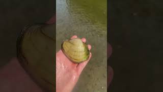 Live Mussel Shoots Water #freshwater #mussels #Crazy #alexroller #wildlife