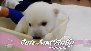 Polar bear cub takes first bath!