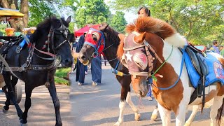 DELMAN 💞 NAIK KUDA - NAIK DELMAN - LIRIK LAGU DELMAN ISTIMEWA POPULER - HORSE VIDEO 🦄