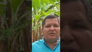 Está en crisis los pequeños productores bananeros