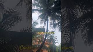 Unique coconut tree #coconuttree