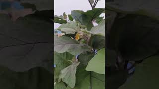 #brinjal plant #gardening #shortsfeed #minivlog #simplyhomemaking