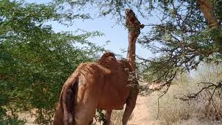 كيف تعيش الإبل في سهراي ثار؟ 😱😱#animals #viralvideo #camel