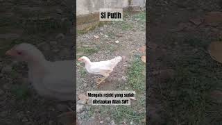 Si putih Mandi Tanah