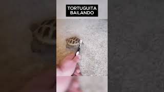 Tortuguita Techno 😎