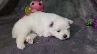 Pomsky Puppy Coral