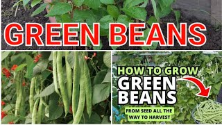 How to grow green beans.