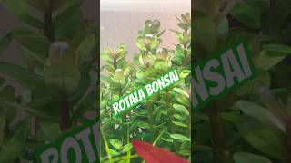 ROTALA BONSAI #aquarium #aquascape #fishtank #fishkeeping #nature #pflanzen #plants #rotala #fische