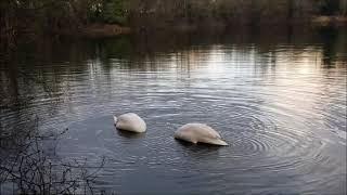 Feeding Of The Swans.