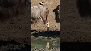 Nyala Antelope at the waterhole#nature #shorts