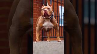 por que vocês não gosta de mim?😭 Pit Bull #dogs #pitbull #bully #pet #viral #pitmonster #pitbulldog