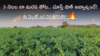 దిమ్మతిరిగేలా ఇరగ కాస్తున్న నా మిరప తోటను చూడండి || TFS Sagubadi #suryabhaskar