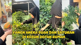 Panen aneka sayuran dan pepaya di kebun samping dan depan rumah#kebun #panensayuran