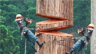 Dangerous Fastest Cutting Huge Tree Skills With Chainsaw, Amazing Logging Wood Truck and Woodworking