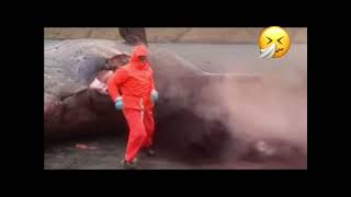 Sperm Whale Carcass Explodes loudly  💥