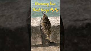 baronang fish Terapy #mancingikan #mancinglaut #beacheastjava #fishing #baronangfish