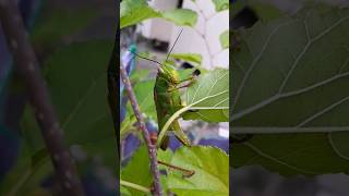 Getting to Know Green Grasshoppers: The Colorful and Unique Insects