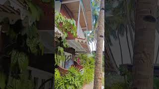 SKON MORJIM RESORT | EL Dando | Goa | Affordable Resort| #morjim #goa #affordableresort #resortingoa