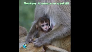 New born monkeys are a handfull!