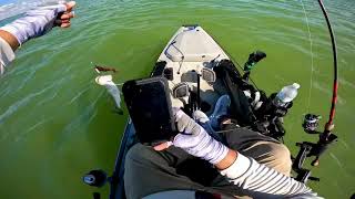 P.S Tackle Rig hitting Trout