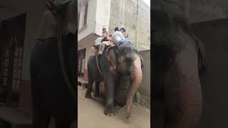 Elephant Ride at Jaipur, India #elephantride #jaipurvlogs @Beth: Travel and Foodie