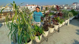 Rearranging our Terrace Garden once again🪴 #vlog155