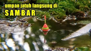 GANASss.!!! umpan pemancing jatuh ikan rawa ini langsung makan