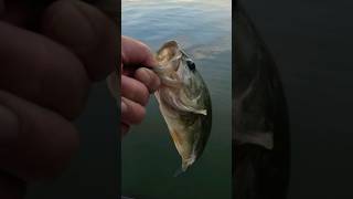 Largemouth Bass was being Sneaky! #fish #fishing #short #shorts