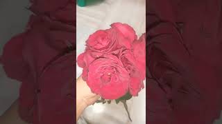 #Beautiful Red Rose's#Love Red Colour Rose's Beautiful Flowers#shorts#ytshorts#🌹😍🌹😘🌹...